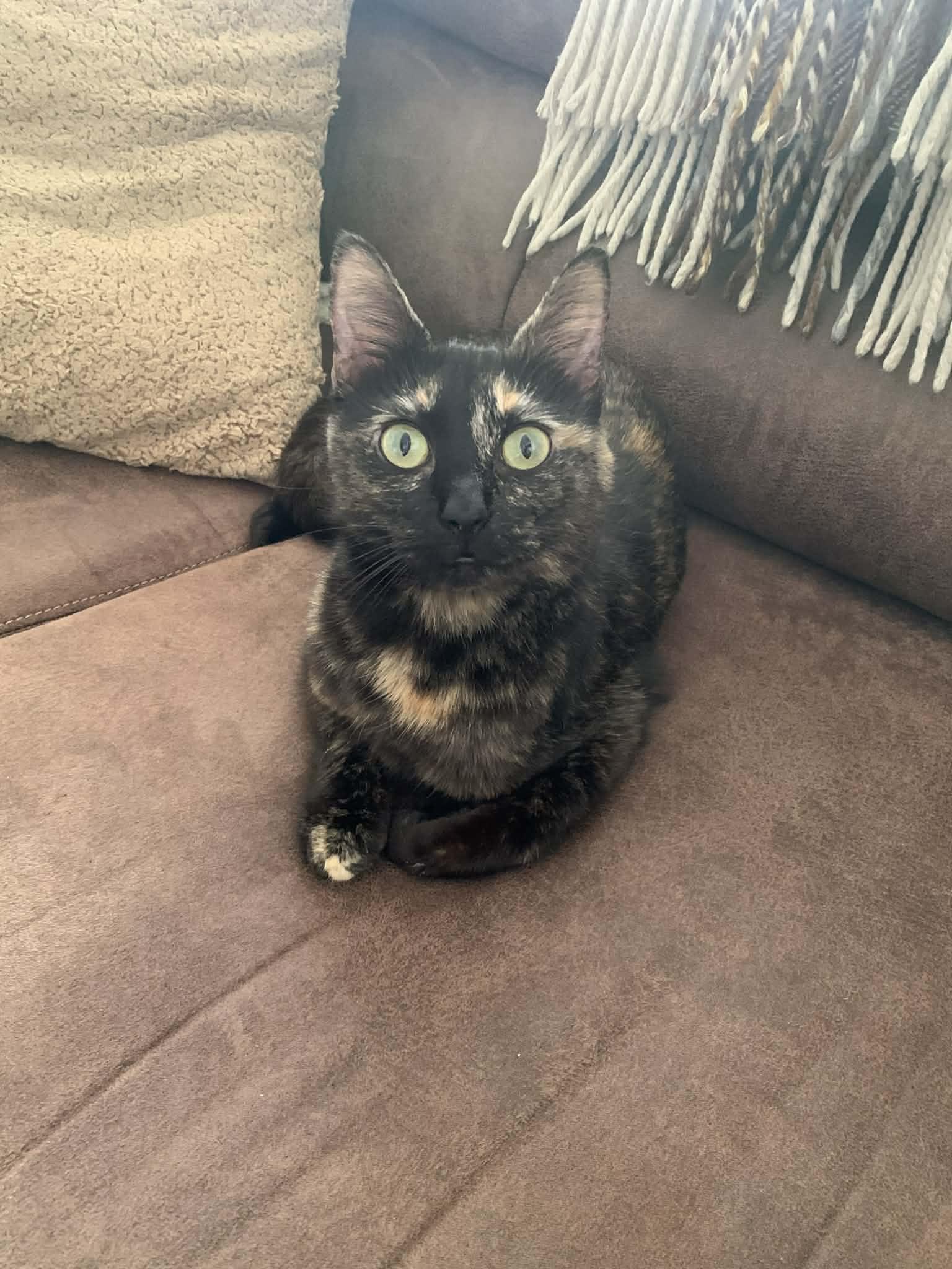 Mandi, adopted, Adult Female Domestic Short Hair.