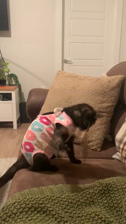 Enlarge Mandi, an adopted Domestic Short Hair in Raeford, NC video 6/6