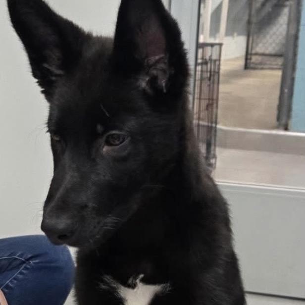 Bo, Adoptable, Young Male Shepherd & Black Labrador Retriever.