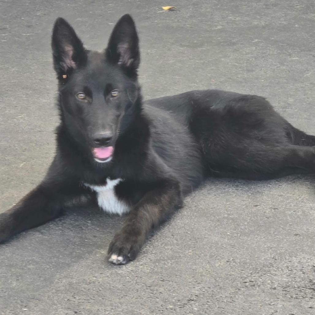 Enlarge Bo, a Adoptable mixed breed in Long Beach, CA image 2/3