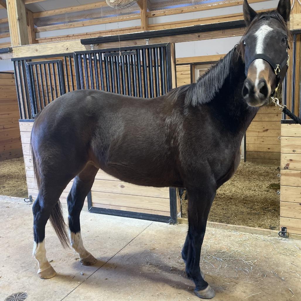 Enlarge JJ, a Adoptable Thoroughbred in Stokesdale, NC image 1/1