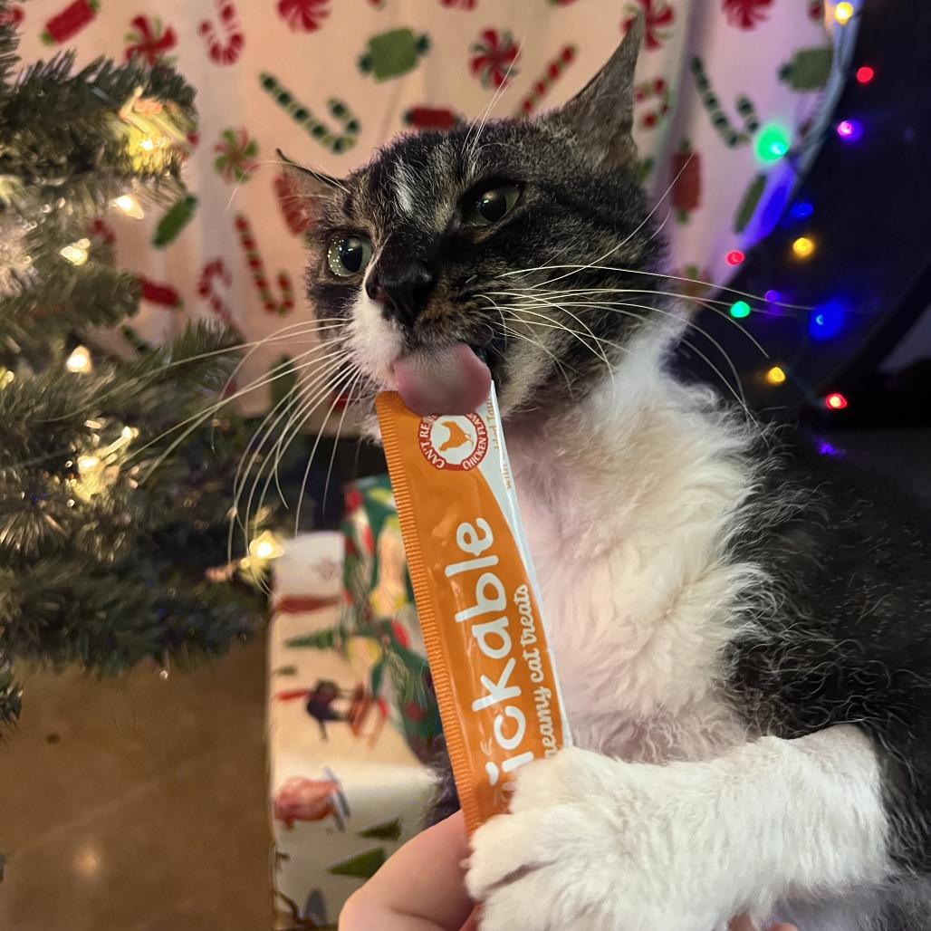 Ralph, Adoptable, Adult Male Domestic Short Hair.