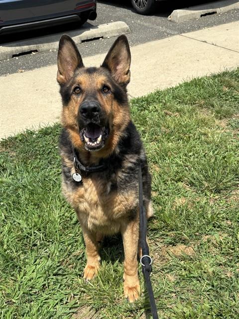COCO, Adoptable, Adult Male German Shepherd Dog.