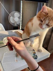 Wendy, a ADOPTABLE Domestic Short Hair in Mississauga, ON image 6/6