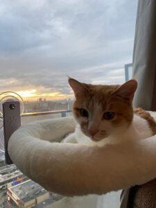 Wendy, a ADOPTABLE Domestic Short Hair in Mississauga, ON image 2/6