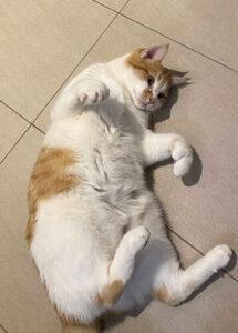 Wendy, a ADOPTABLE Domestic Short Hair in Mississauga, ON image 5/6