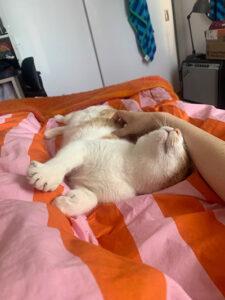 Wendy, a ADOPTABLE Domestic Short Hair in Mississauga, ON image 4/6