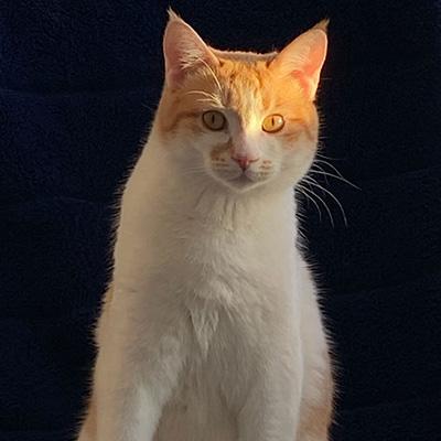 Wendy, ADOPTABLE, Adult Female Domestic Short Hair.