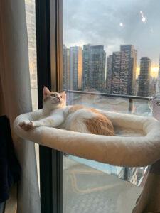 Wendy, a ADOPTABLE Domestic Short Hair in Mississauga, ON image 3/6