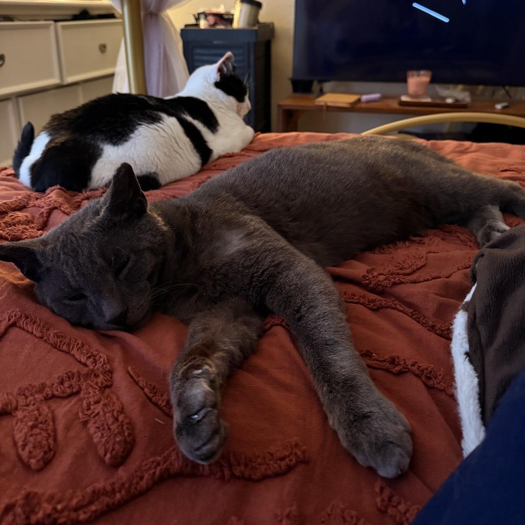 Igor, Adoptable, Adult Male Russian Blue & Domestic Medium Hair.