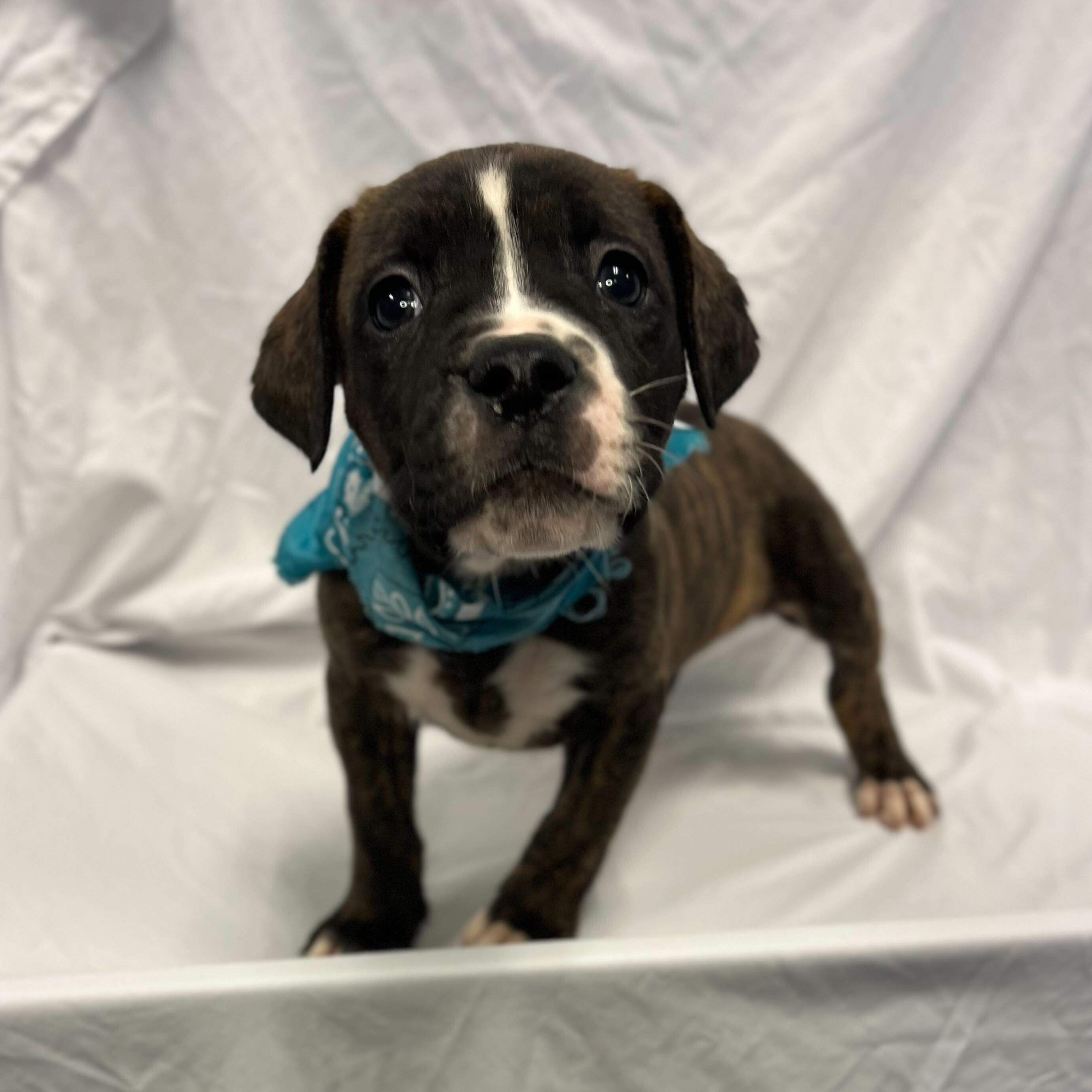 Club, adoptable, Puppy Male Mixed Breed.