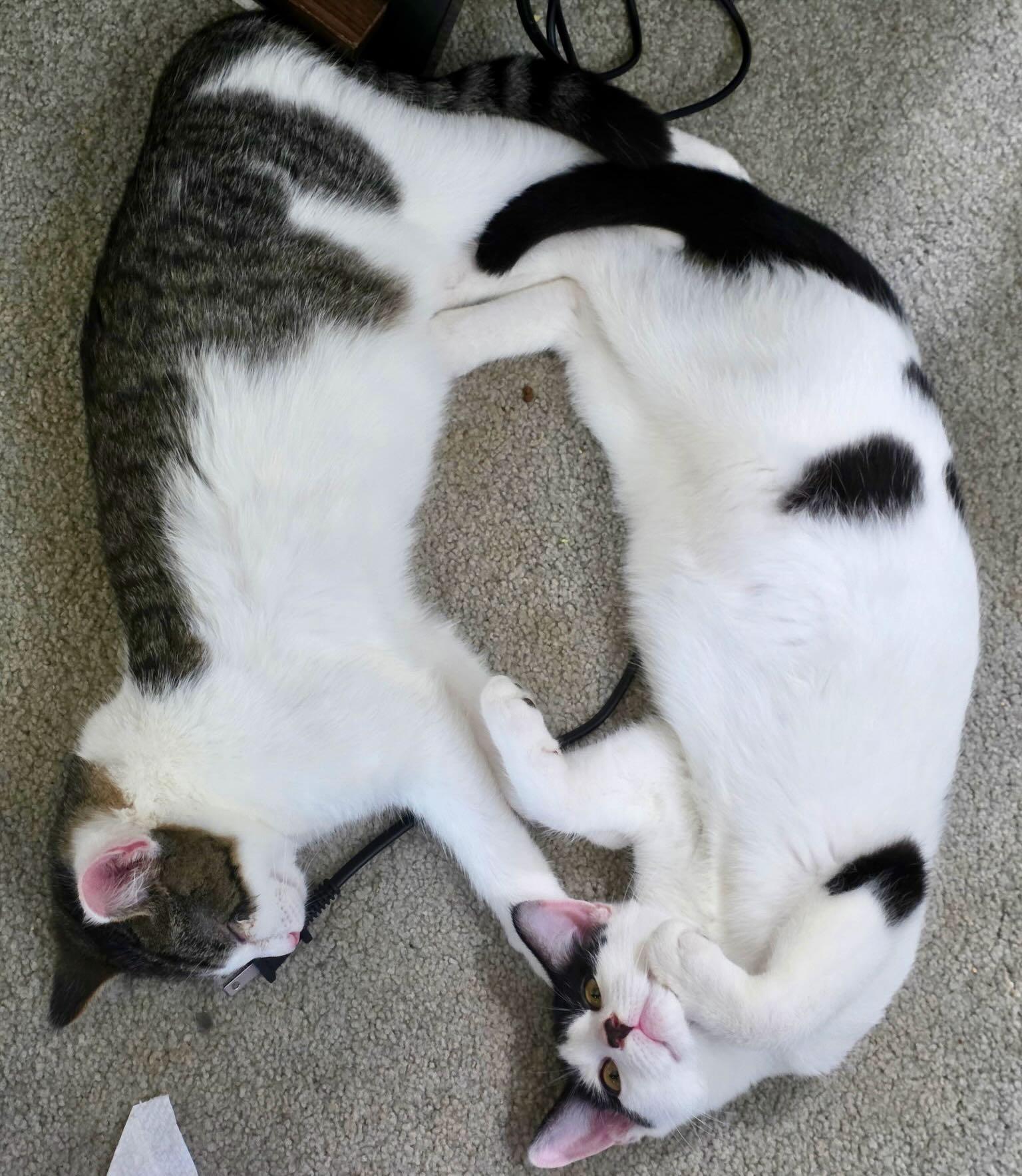 Jim Bean & Evan Williams, Adoptable, Kitten Male Domestic Short Hair.