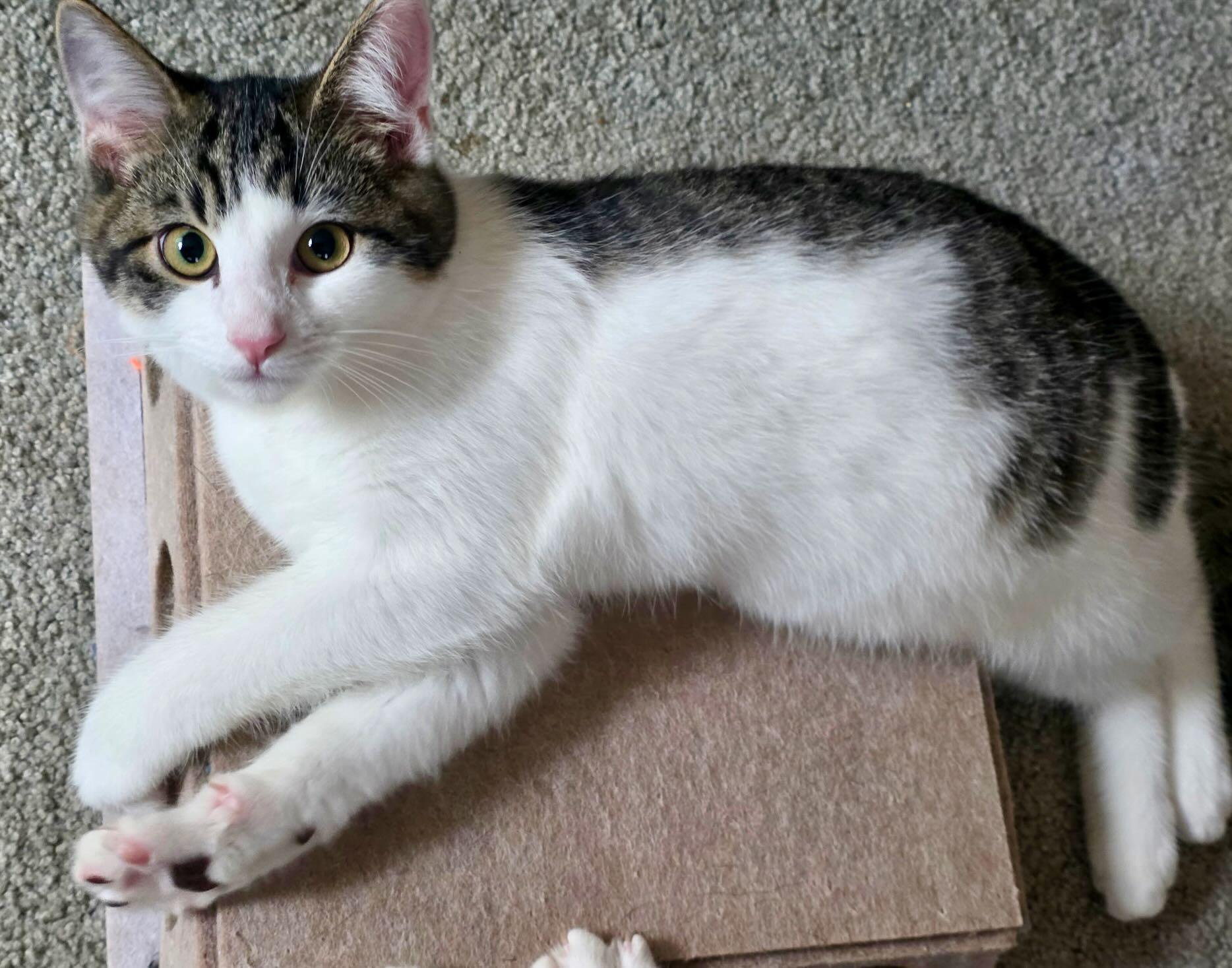 Enlarge Jim Bean & Evan Williams, a Adoptable Domestic Short Hair in Seattle, WA image 4/6