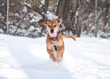 Enlarge Autumn, a Adoptable Mixed Breed in Jamestown, NY image 1/3
