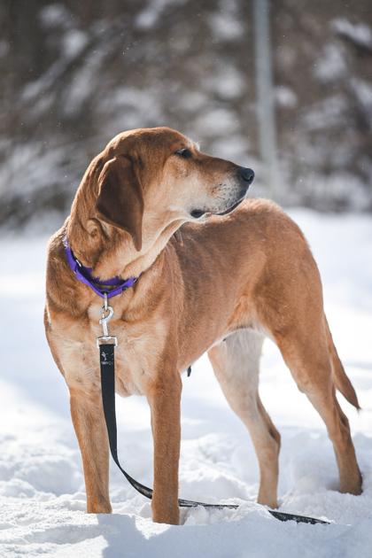 Enlarge Autumn, a Adoptable Mixed Breed in Jamestown, NY image 3/3