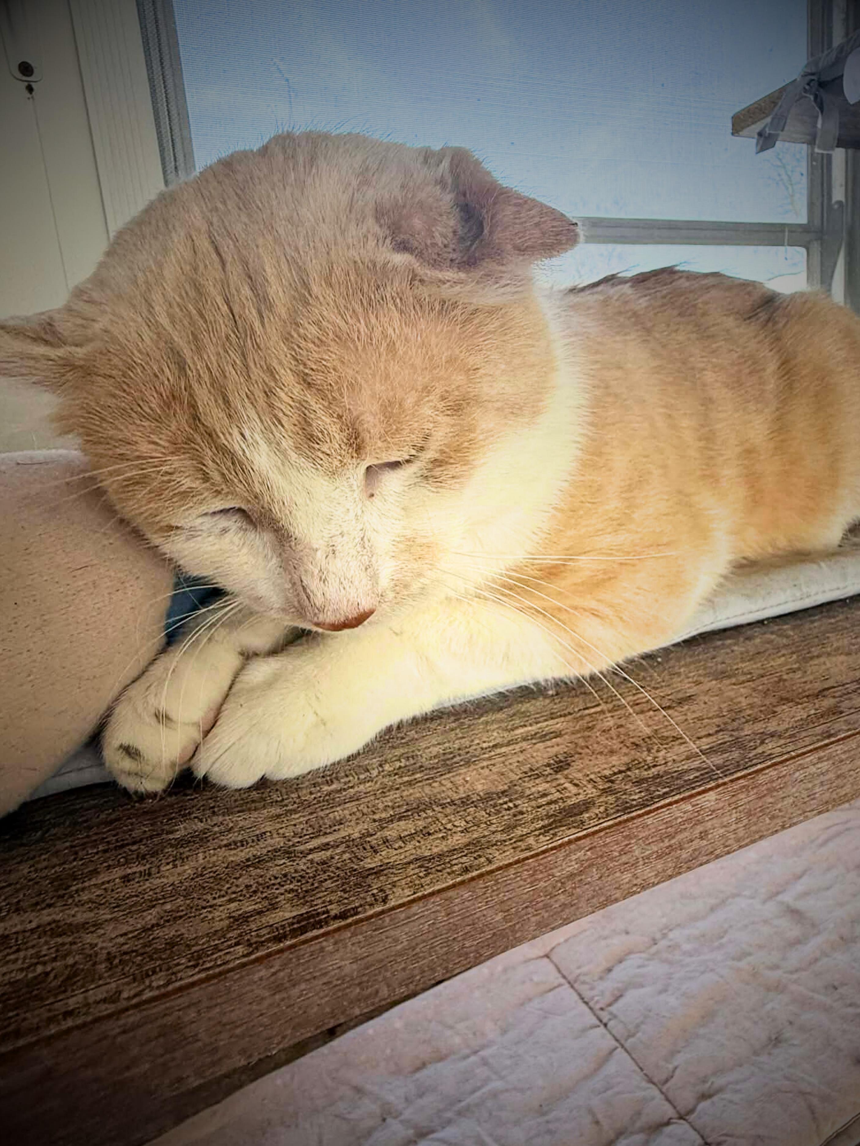 Enlarge Mufasa | Adult | Domestic Shorthair (orange/white), a ADOPTABLE Domestic Short Hair in Royalton, IL image 2/6