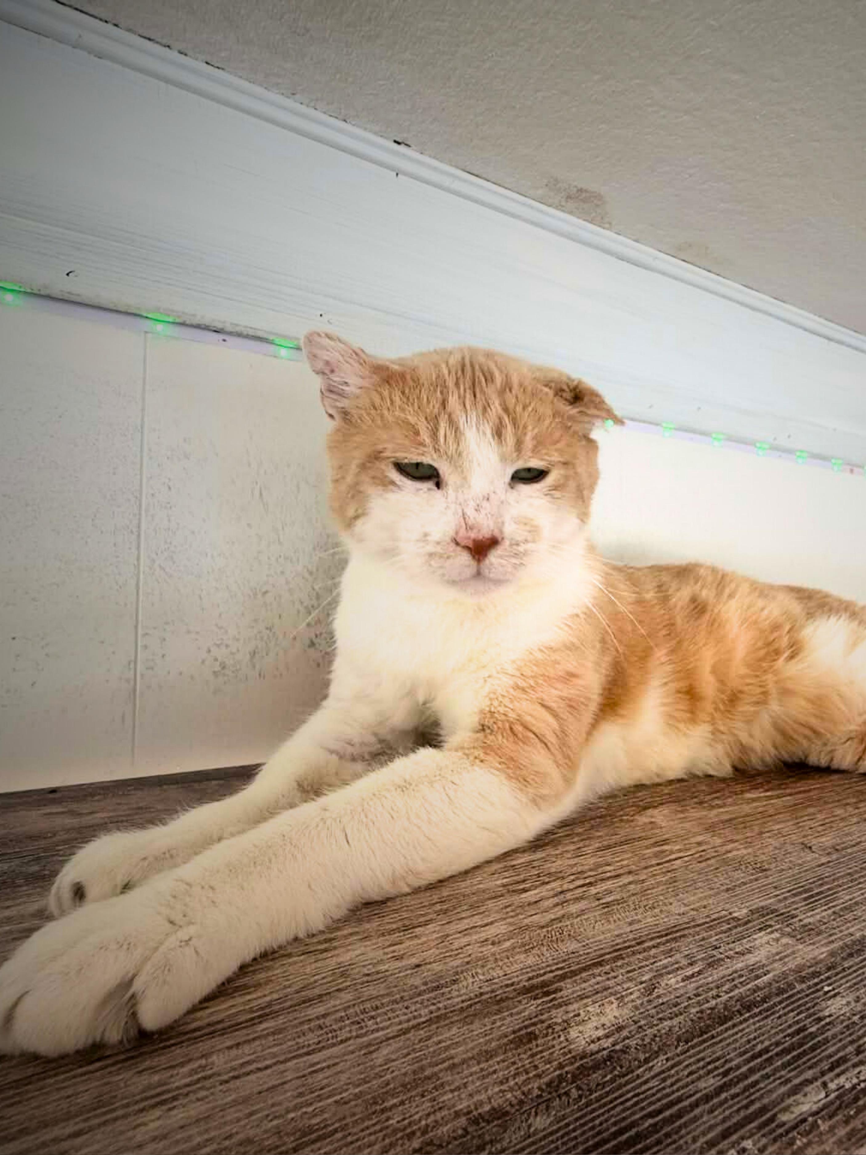 Enlarge Mufasa | Adult | Domestic Shorthair (orange/white), a ADOPTABLE Domestic Short Hair in Royalton, IL image 3/6