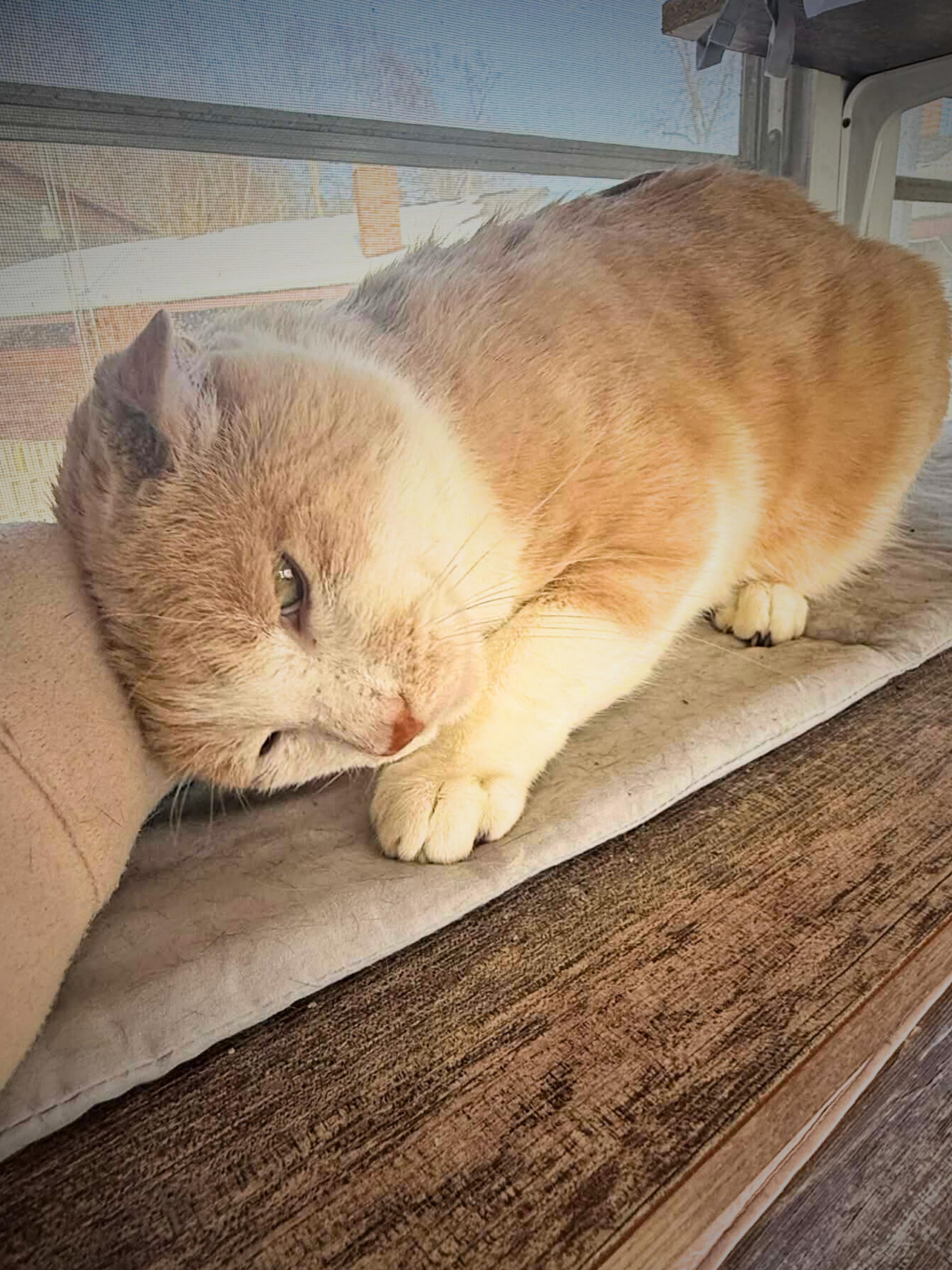 Enlarge Mufasa | Adult | Domestic Shorthair (orange/white), a ADOPTABLE Domestic Short Hair in Royalton, IL image 5/6