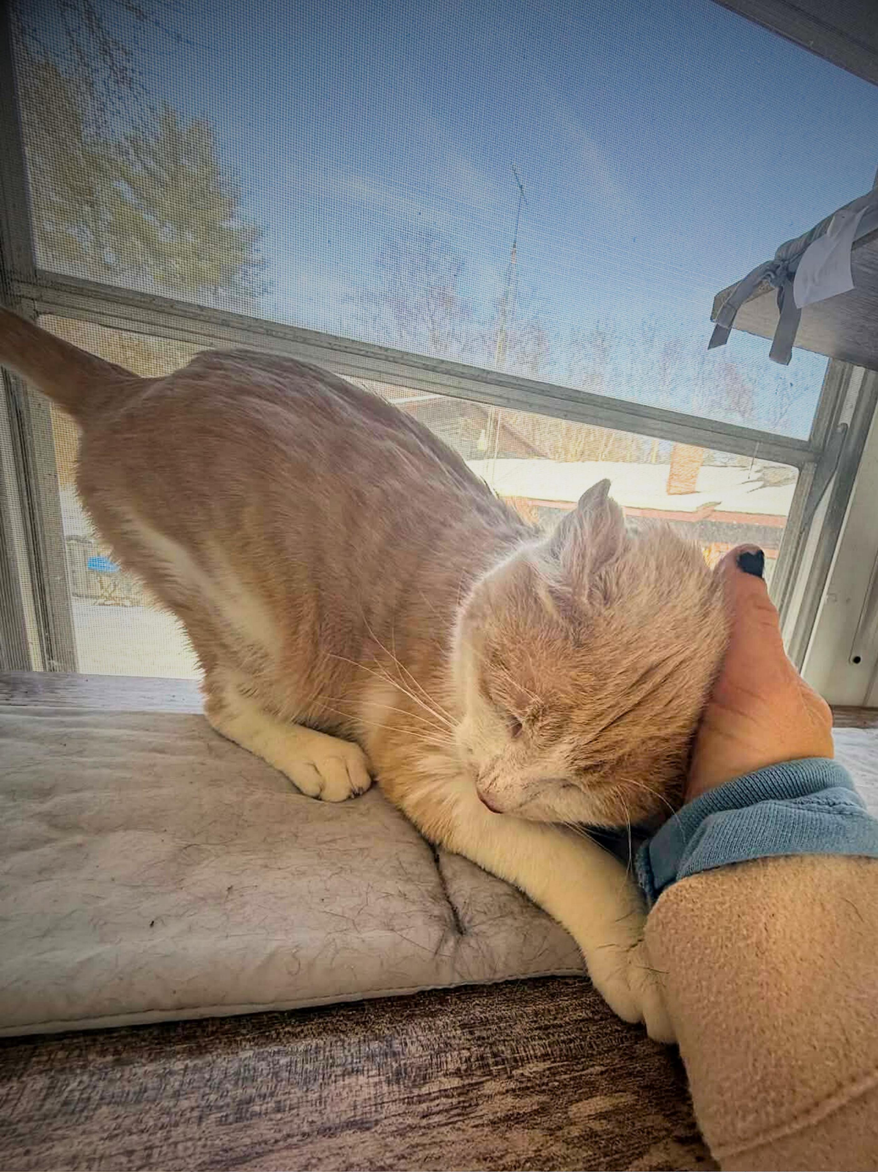 Enlarge Mufasa | Adult | Domestic Shorthair (orange/white), a ADOPTABLE Domestic Short Hair in Royalton, IL image 4/6