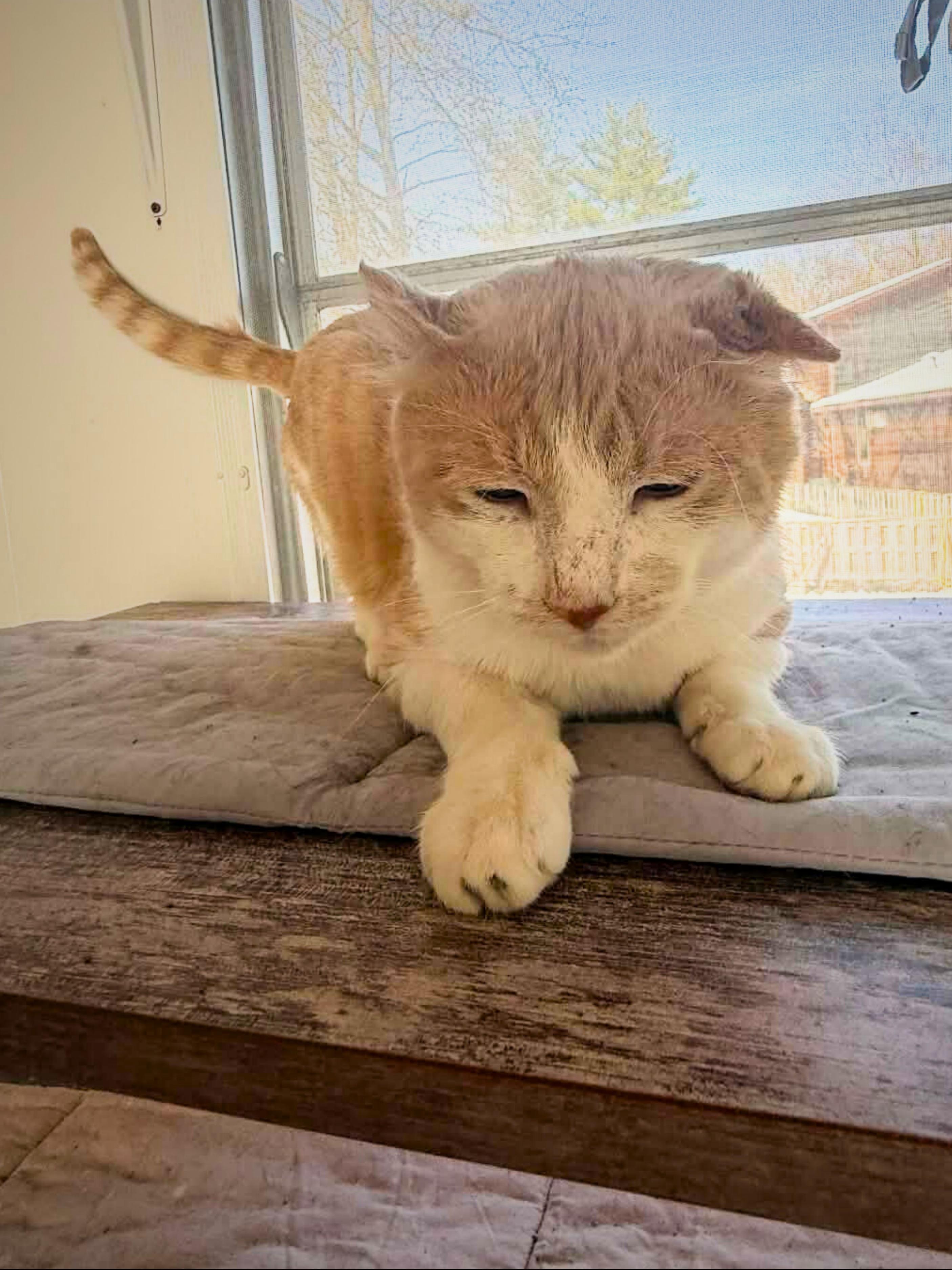 Enlarge Mufasa | Adult | Domestic Shorthair (orange/white), a ADOPTABLE Domestic Short Hair in Royalton, IL image 6/6