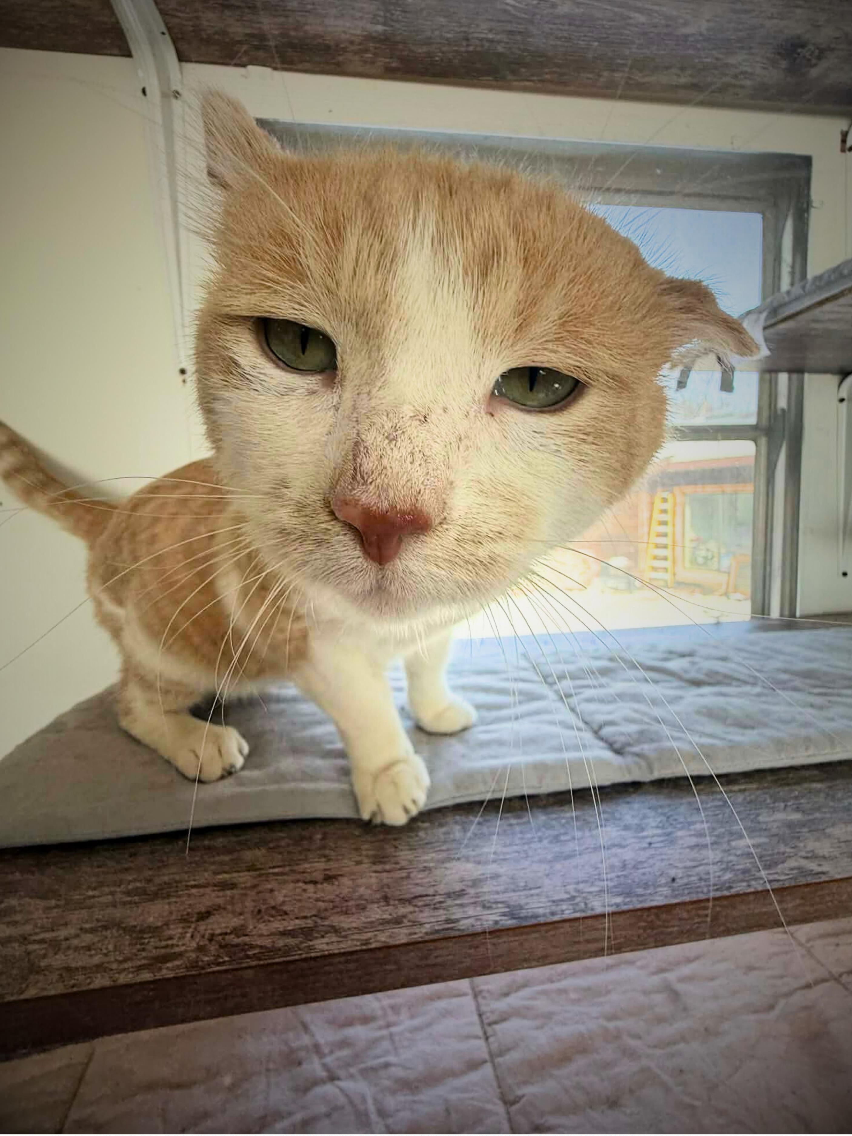 Mufasa | Adult | Domestic Shorthair (orange/white), ADOPTABLE, Adult Female Domestic Short Hair.