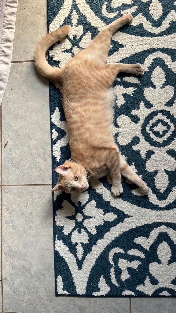 Crumble (Bonded with Cookie), a Adoptable Domestic Short Hair in Lewisville, TX image 2/6