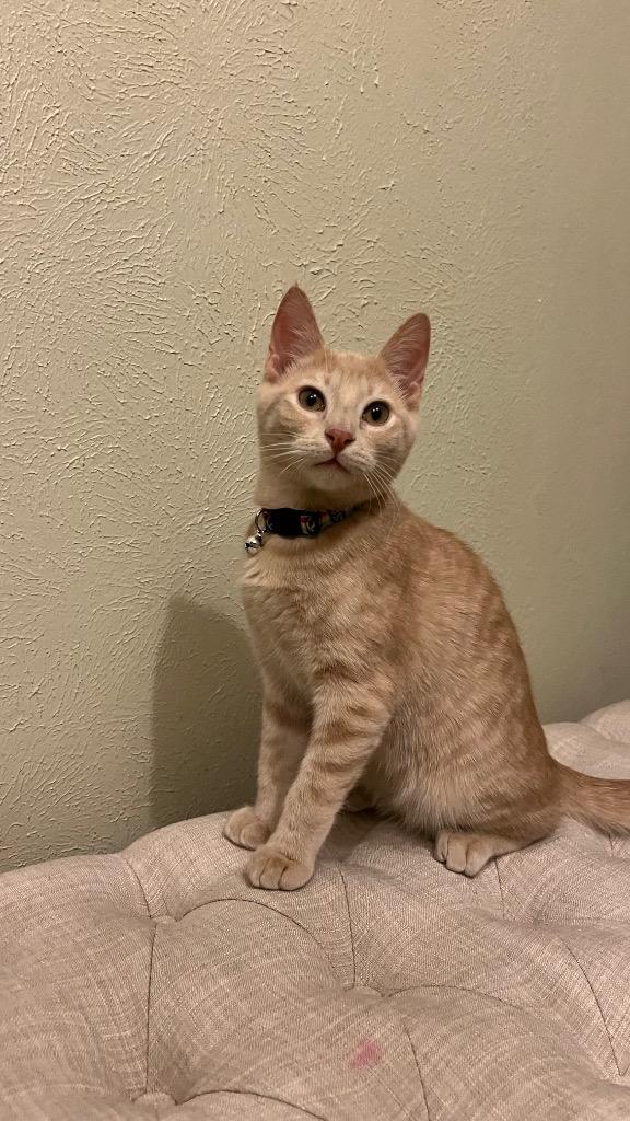 Enlarge Crumble (Bonded with Cookie), a Adoptable Domestic Short Hair in Lewisville, TX image 2/6