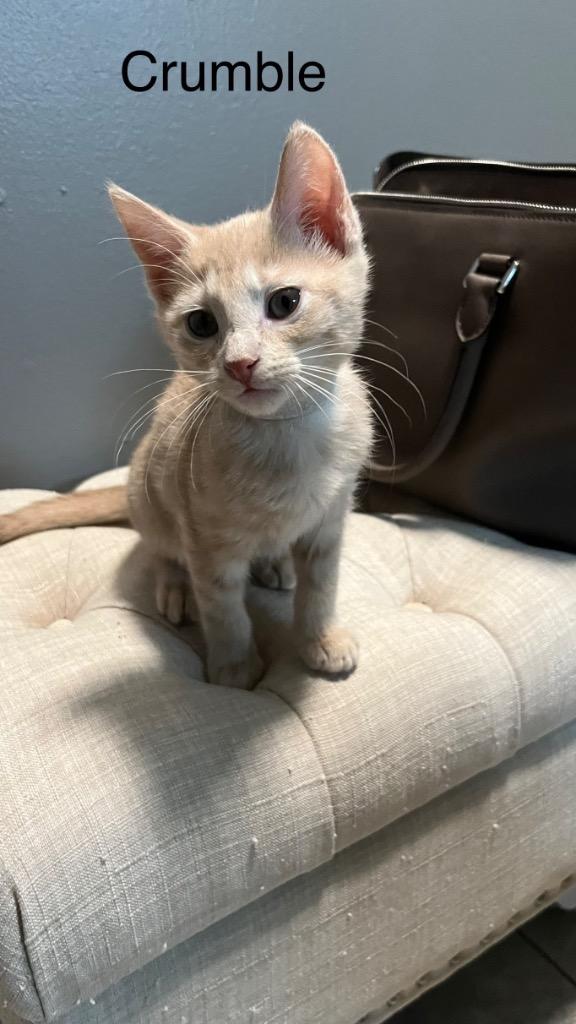 Enlarge Crumble (Bonded with Cookie), a Adoptable Domestic Short Hair in Lewisville, TX image 4/6