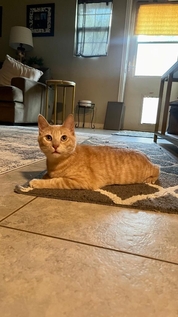 Enlarge Crumble (Bonded with Cookie), a Adoptable Domestic Short Hair in Lewisville, TX image 6/6