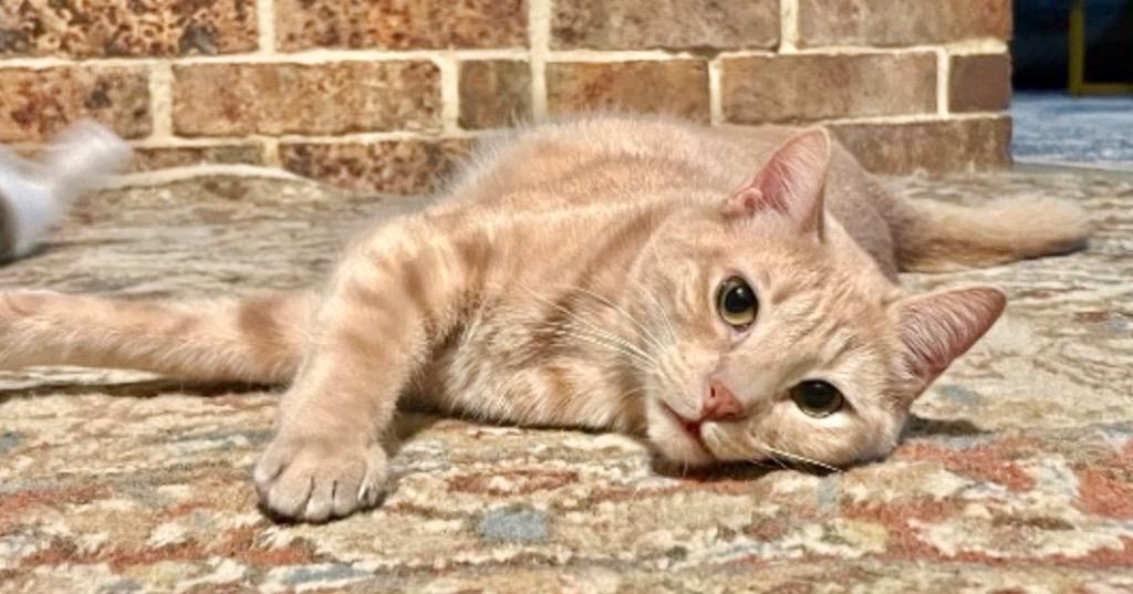 Enlarge Crumble (Bonded with Cookie), a Adoptable Domestic Short Hair in Lewisville, TX image 5/6