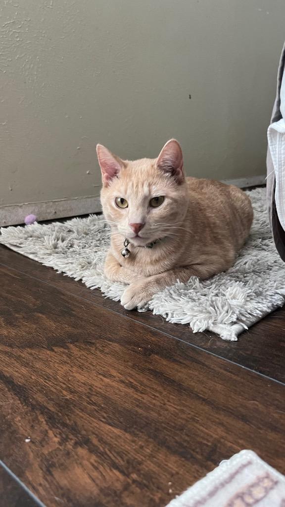 Enlarge Crumble (Bonded with Cookie), a Adoptable Domestic Short Hair in Lewisville, TX image 6/6