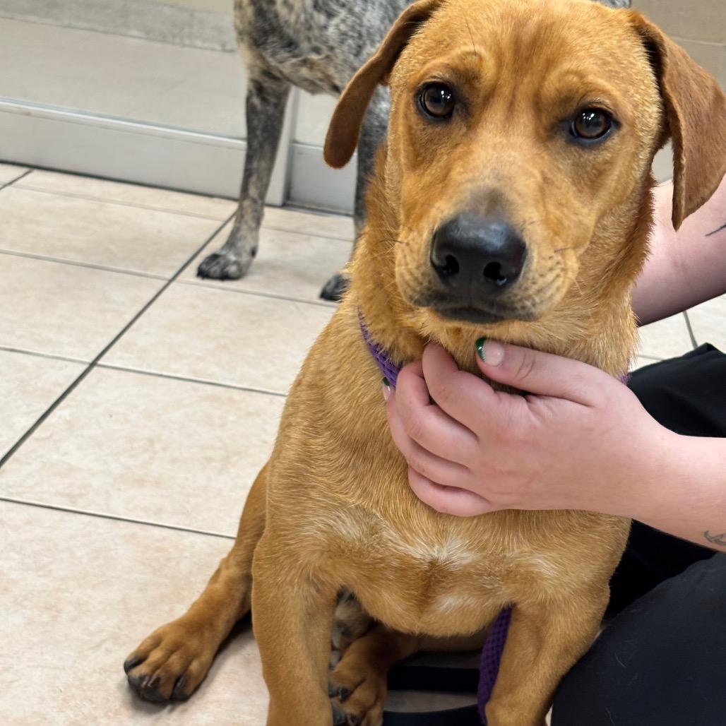 Enlarge Lil Bit, a Adoptable mixed breed in Birmingham, AL image 1/1