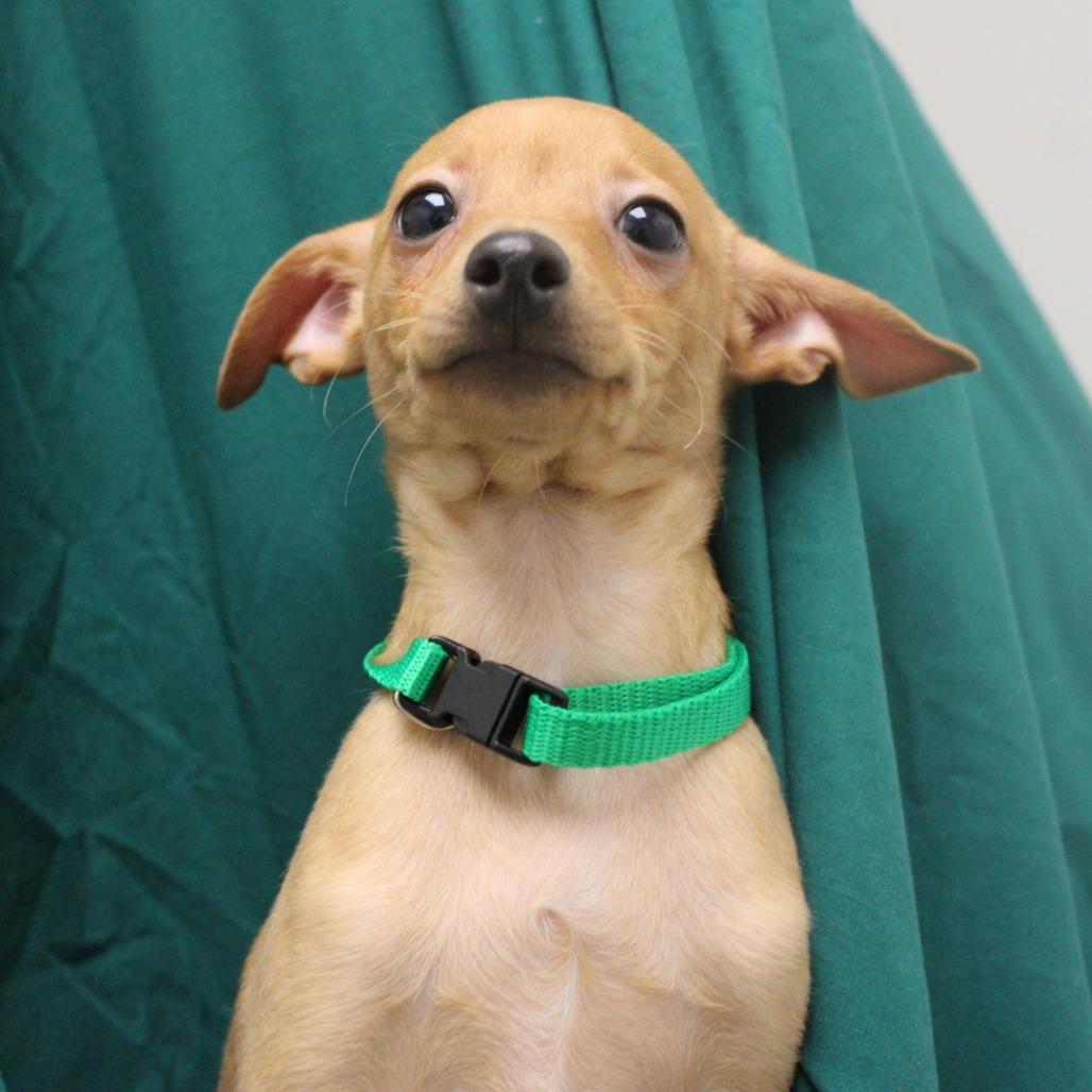 Prince — thumbnail 2