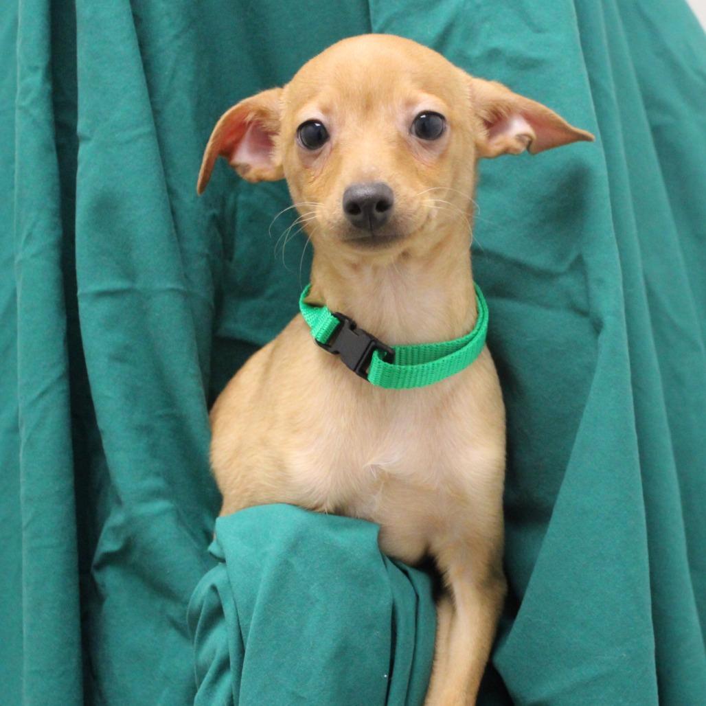 Prince — thumbnail 4