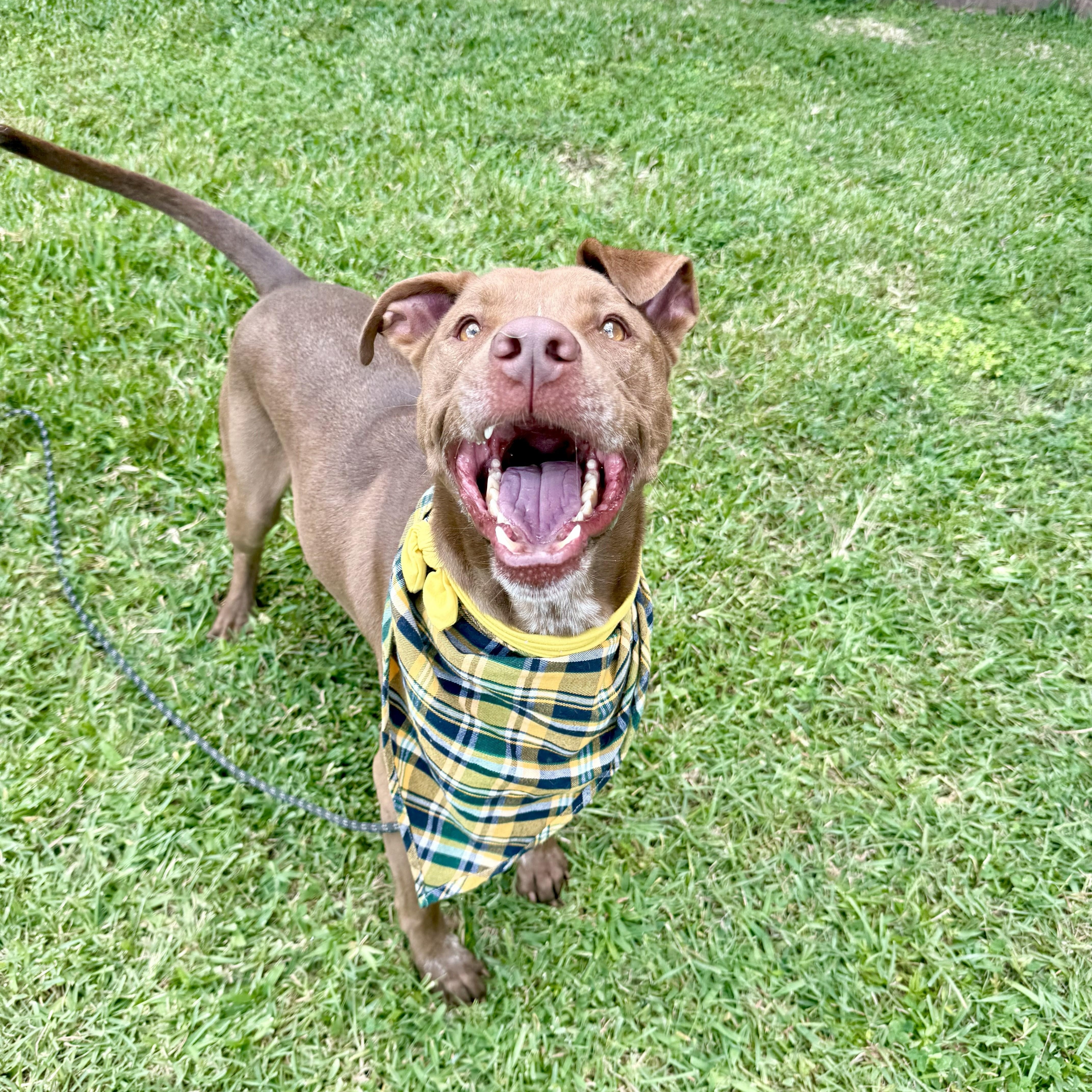 Charley Cookie Crisp — thumbnail 6