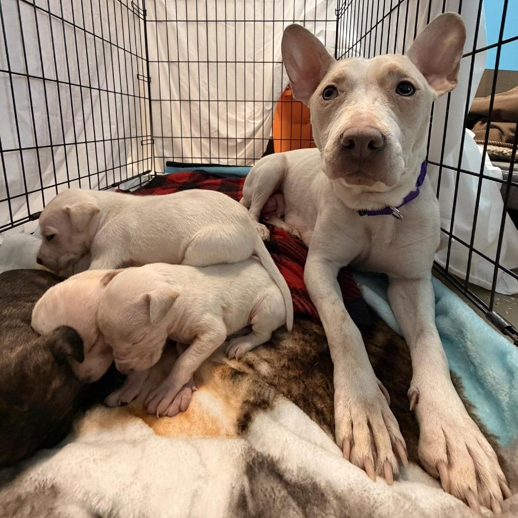 Marley, Adoptable, Adult Female Mixed Breed.