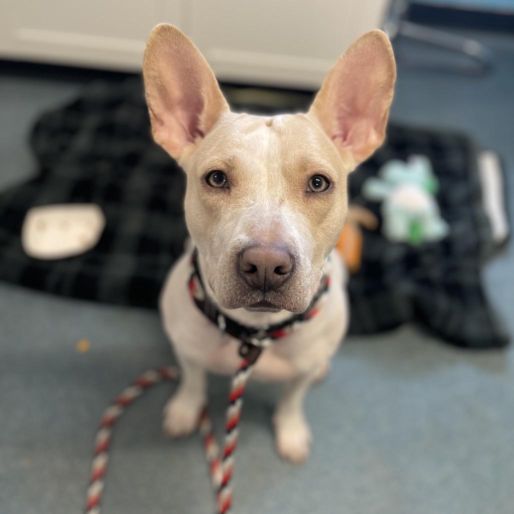Marley, a Adoptable Mixed Breed in Edwardsville, IL image 2/6