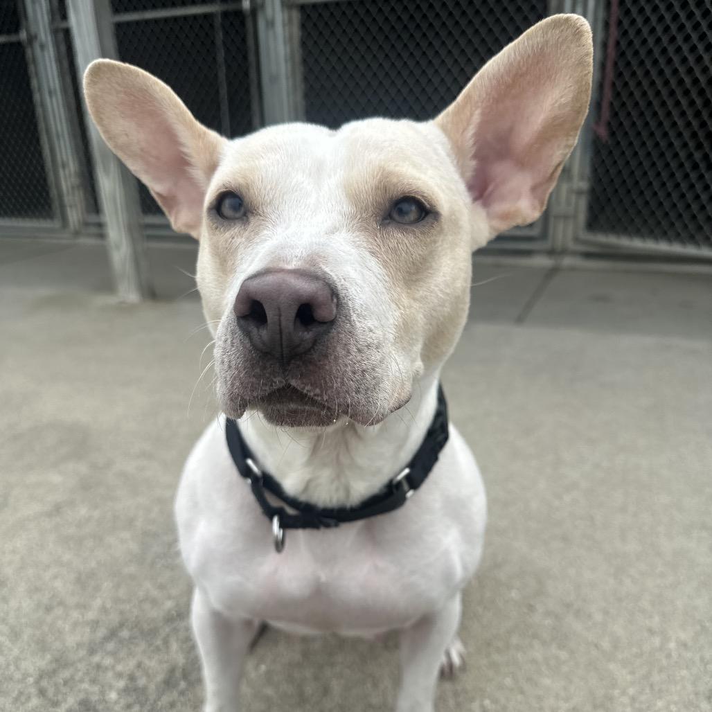 Marley, a Adoptable Mixed Breed in Edwardsville, IL image 3/6