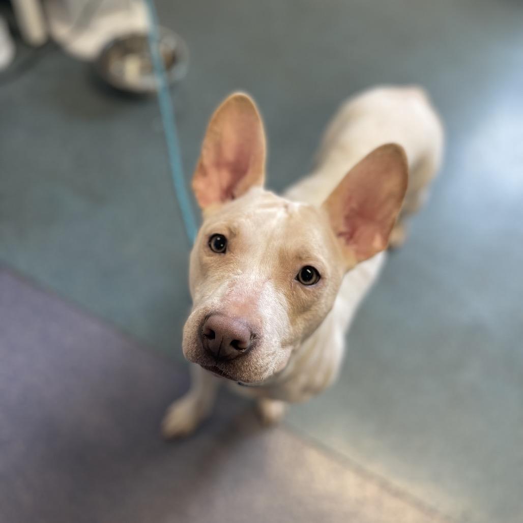 Marley, a Adoptable Mixed Breed in Edwardsville, IL image 4/6