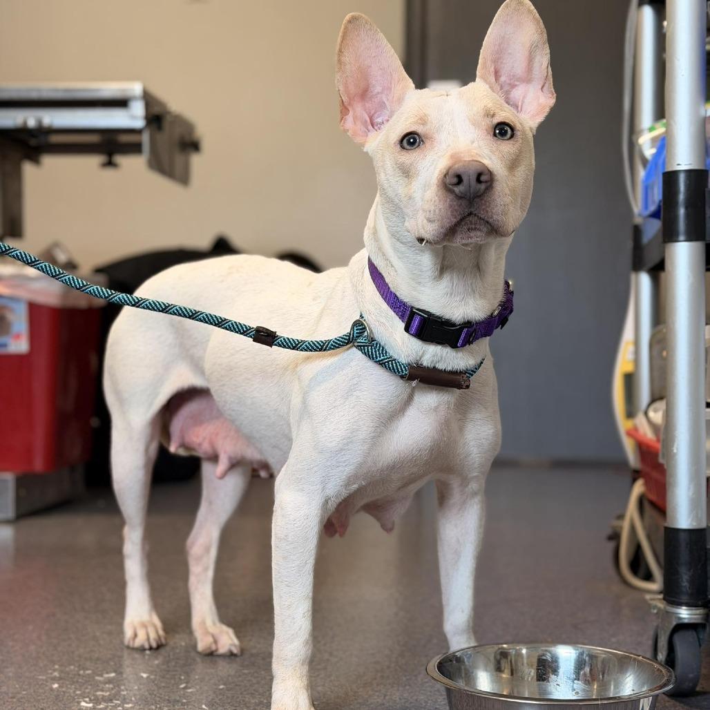 Marley, a Adoptable Mixed Breed in Edwardsville, IL image 6/6