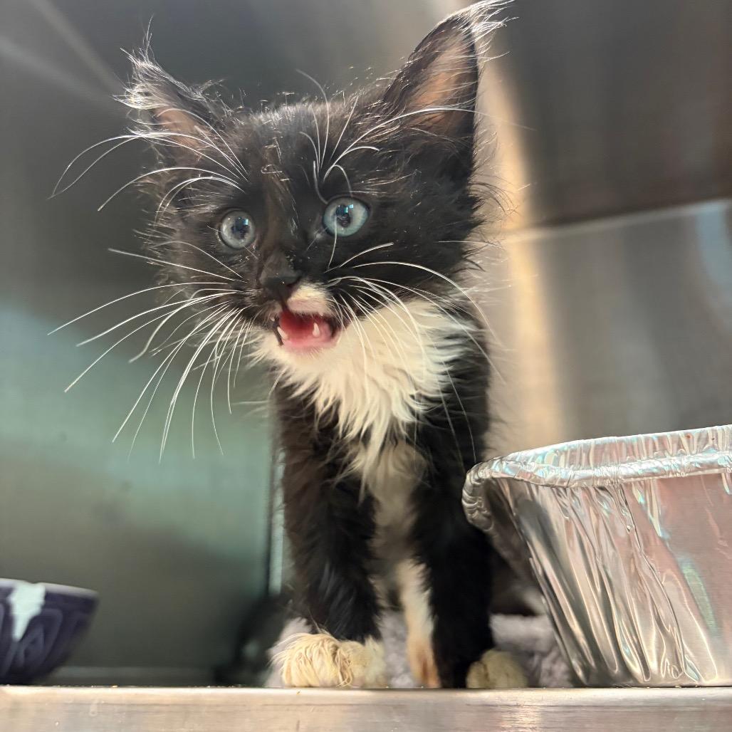 Daniel, Adoptable, Kitten Male Domestic Medium Hair.