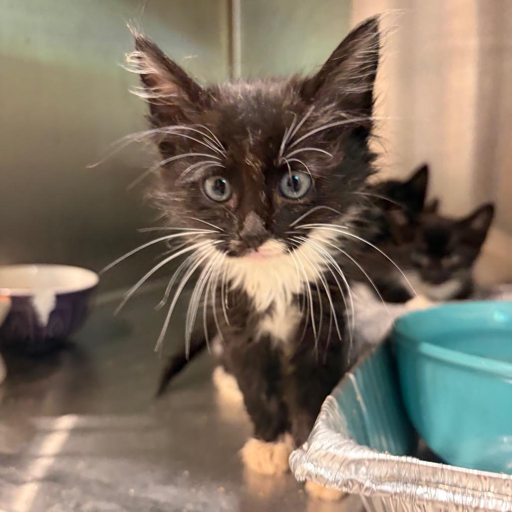 Enlarge Daniel, a Adoptable Domestic Medium Hair in Cumming, GA image 2/2