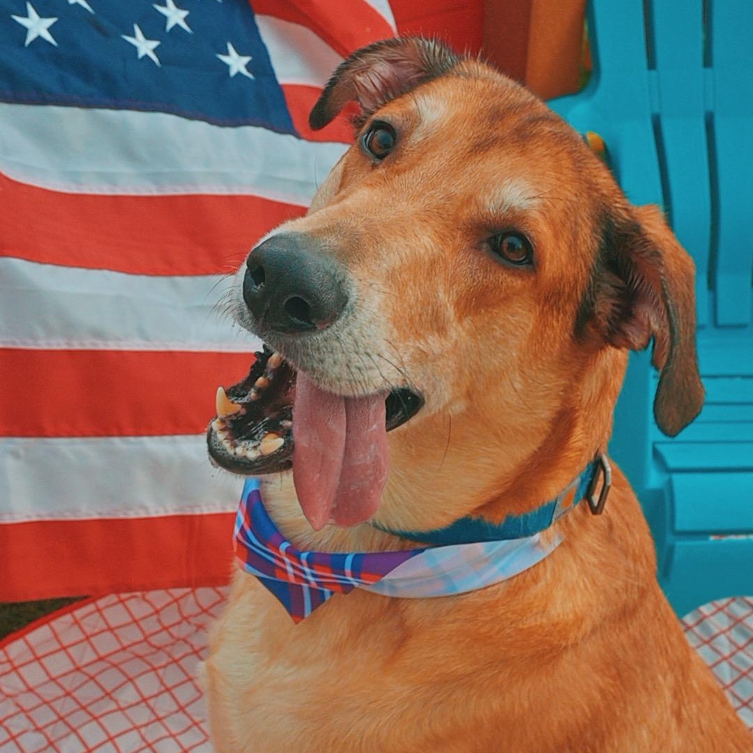 Apollo, ADOPTABLE, Adult Male Yellow Labrador Retriever & Doberman Pinscher.