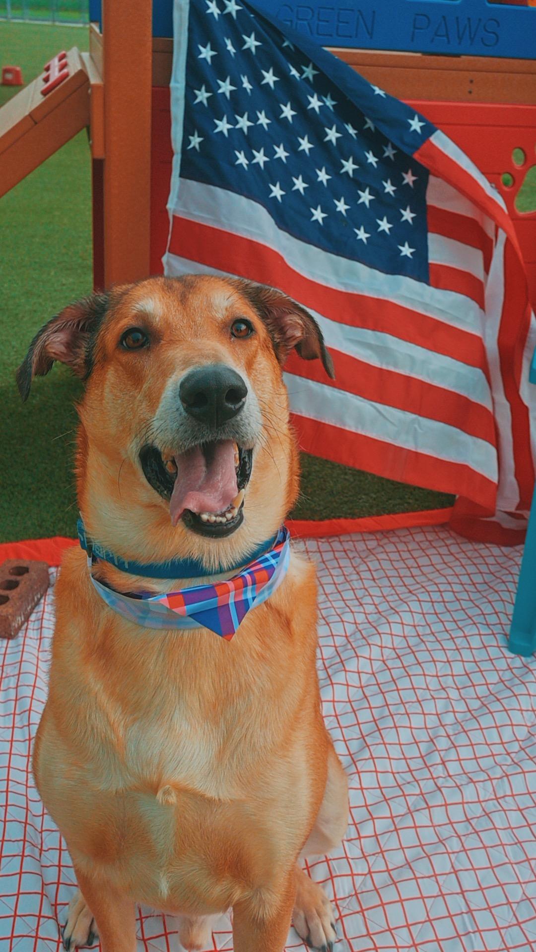 Apollo, a ADOPTABLE mixed breed in Hays, KS image 2/6
