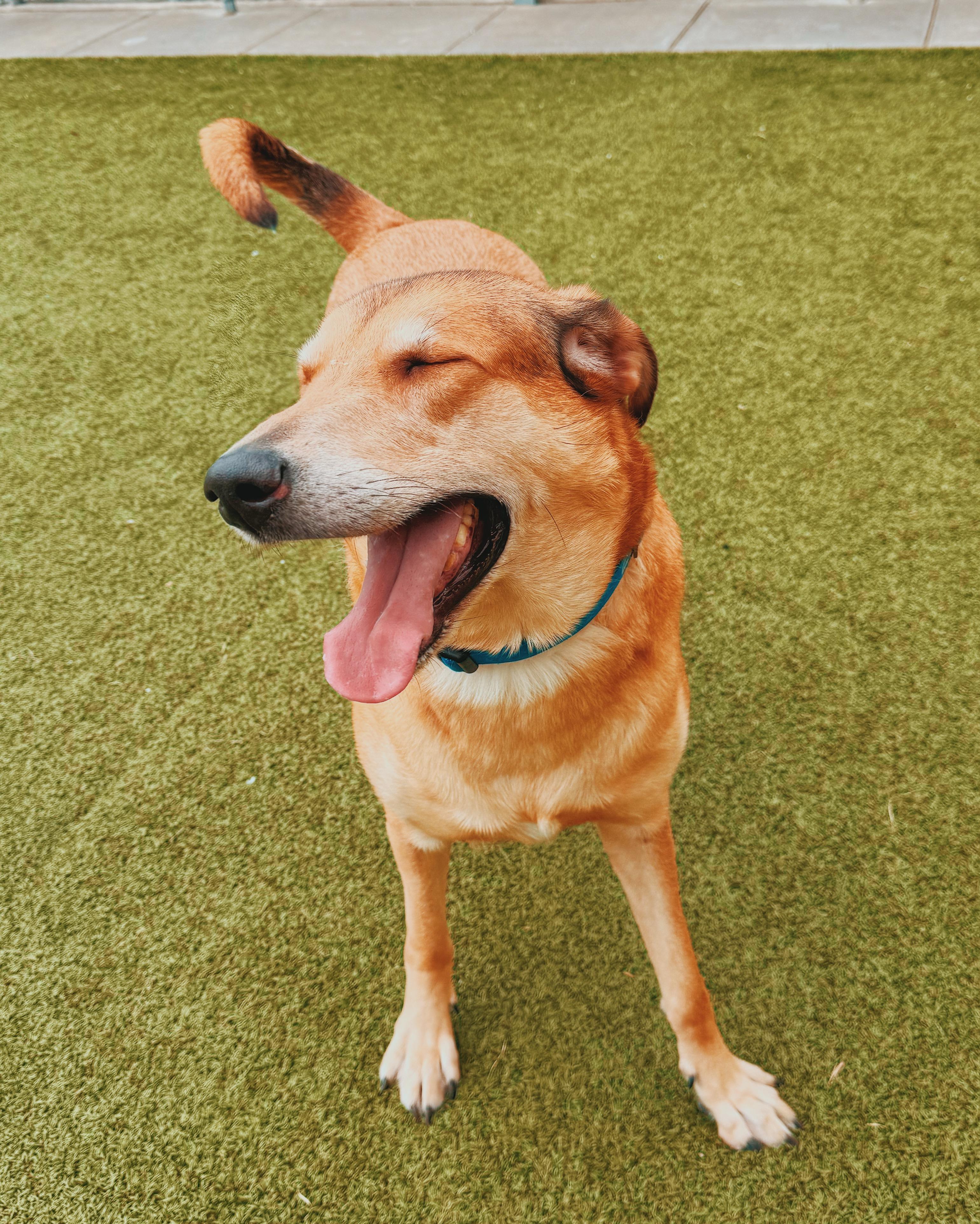 Apollo, a ADOPTABLE mixed breed in Hays, KS image 3/6