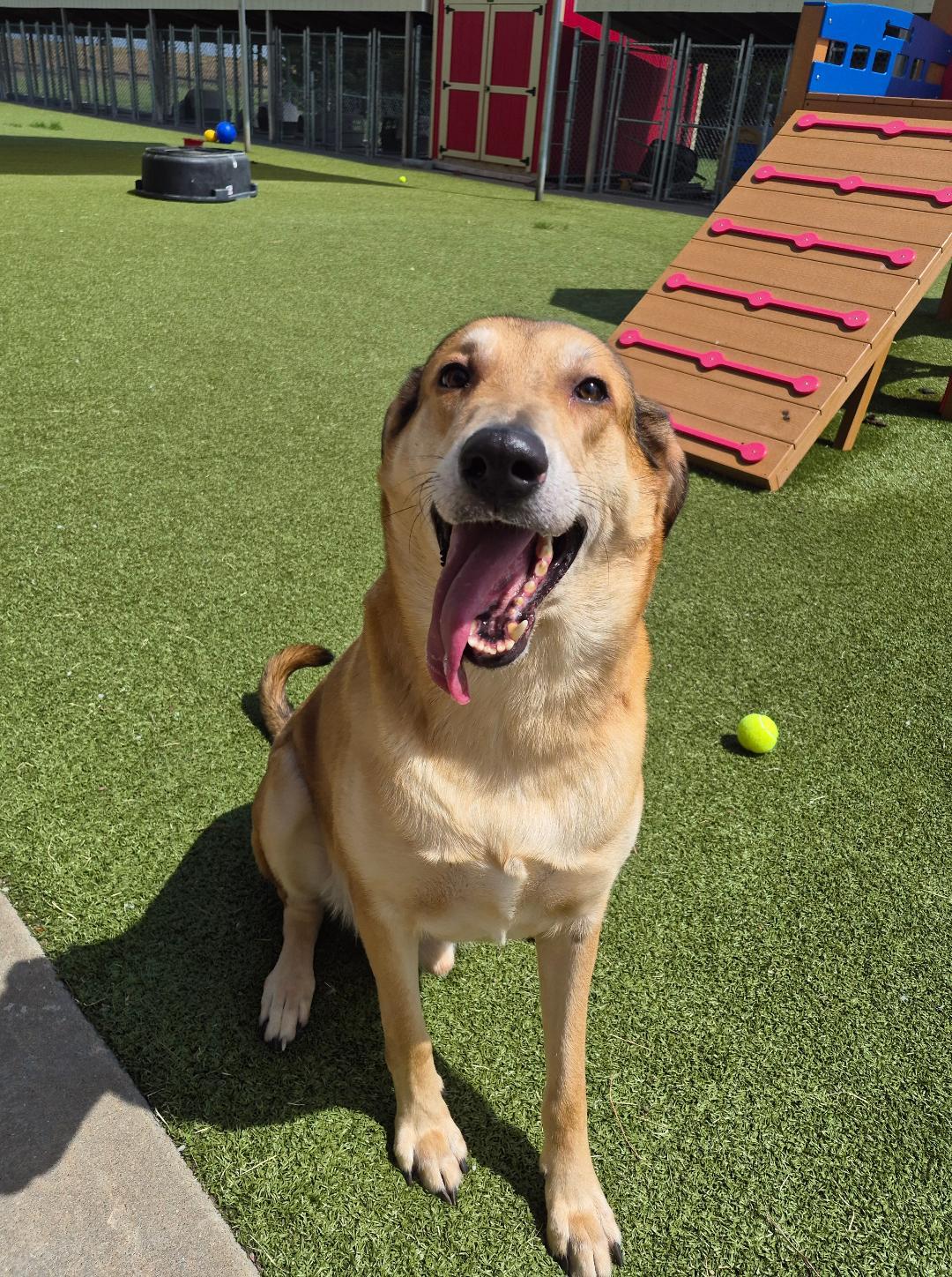 Apollo, a ADOPTABLE mixed breed in Hays, KS image 6/6