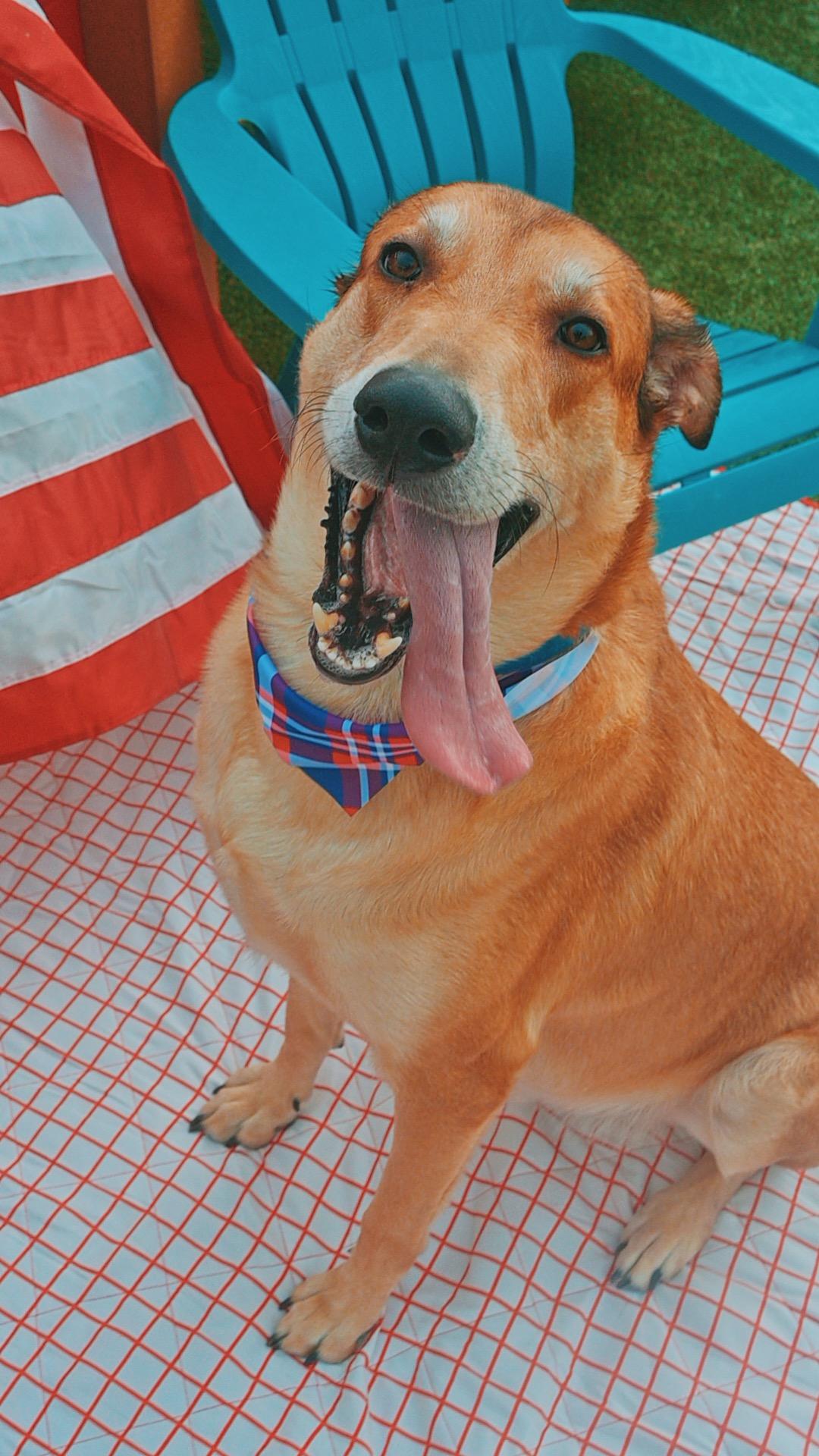 Apollo, a ADOPTABLE mixed breed in Hays, KS image 4/6