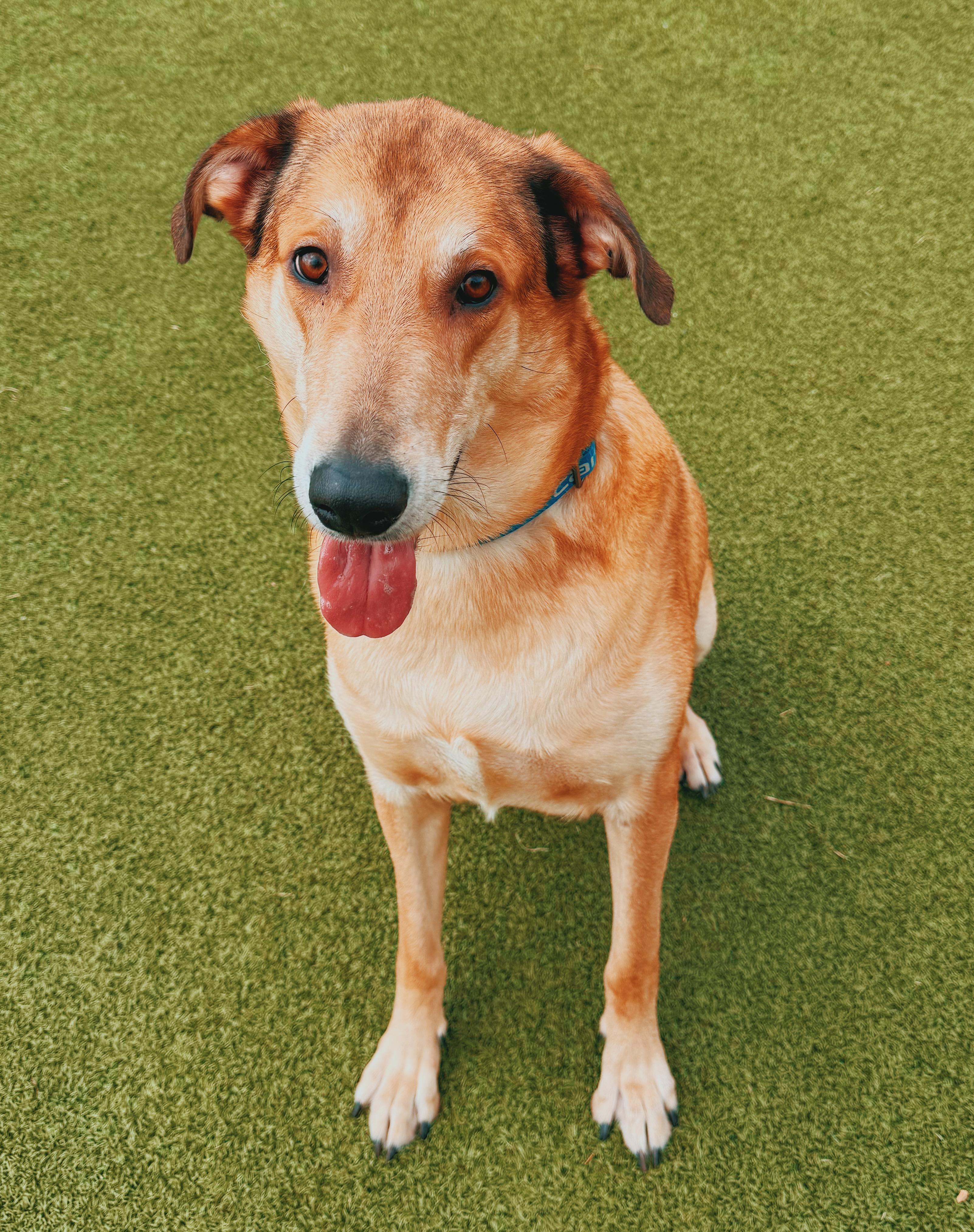 Apollo, a ADOPTABLE mixed breed in Hays, KS image 5/6