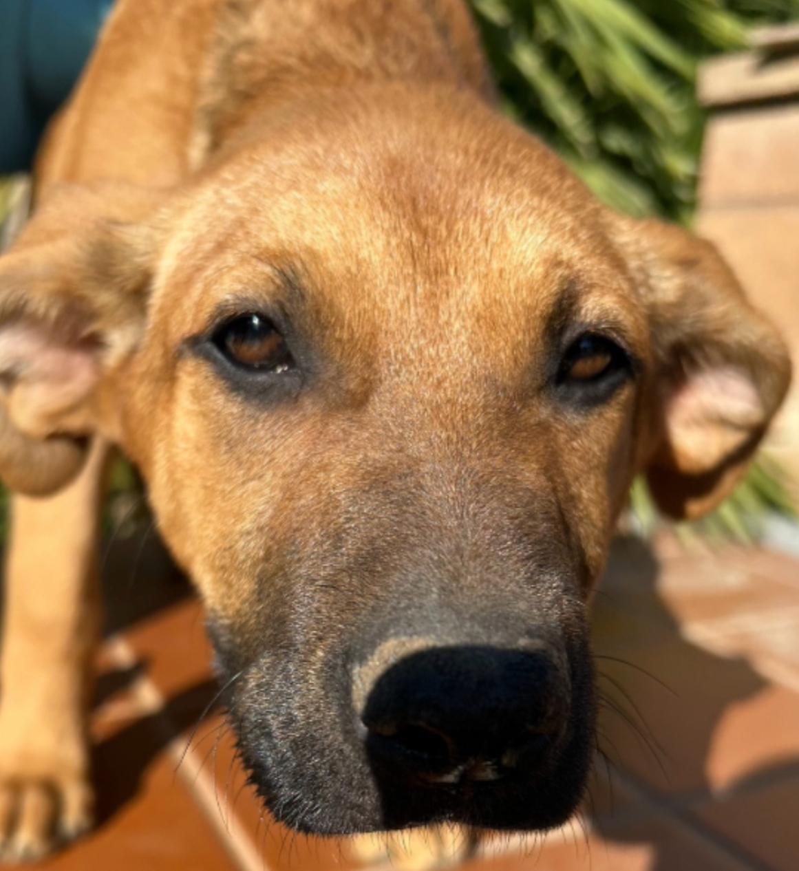 Enlarge CARIE, a Adopted Anatolian Shepherd in Bakersfield, CA image 1/1