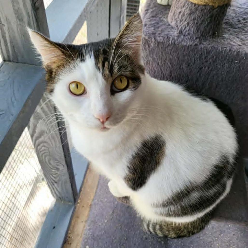 Talon, Adoptable, Adult Male Domestic Short Hair.